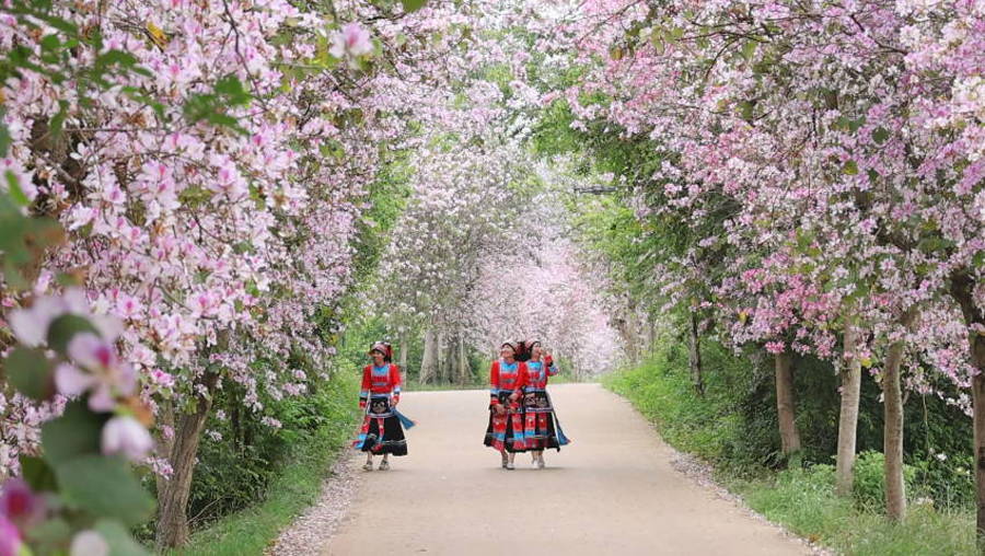 广西贺州：一路繁花一路景