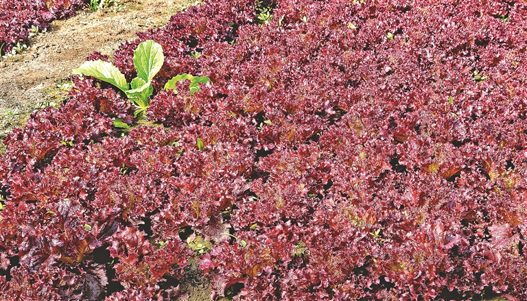 四月“尝鲜” 头茬春菜来了