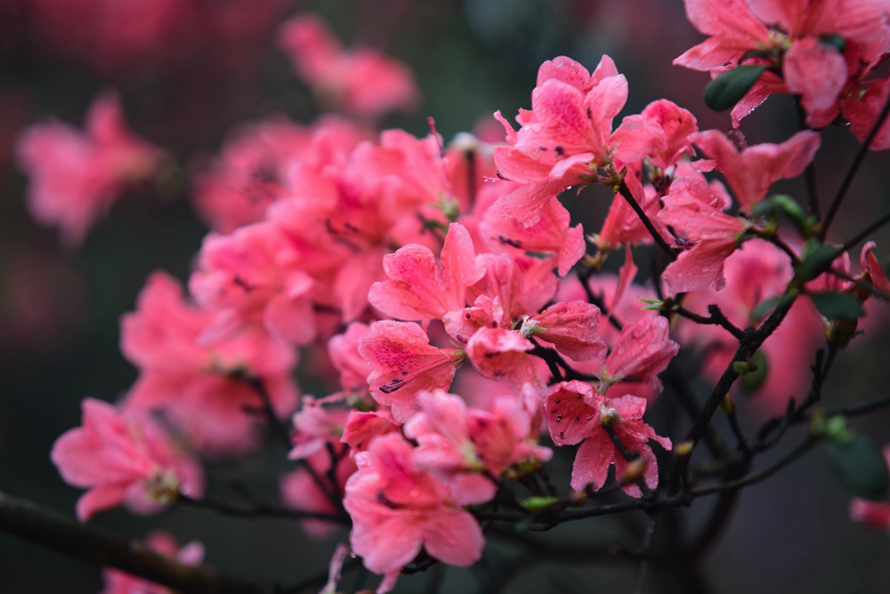 贵州丹寨龙泉山：万亩杜鹃花 漫山遍野红_fororder_丹寨龙泉山万亩野生杜鹃竞相绽放13