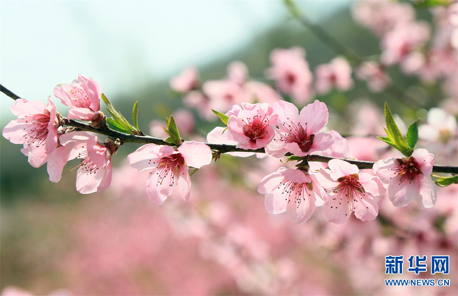 洛阳汝阳：三月桃花引客来