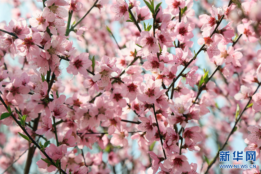 洛阳汝阳：三月桃花引客来