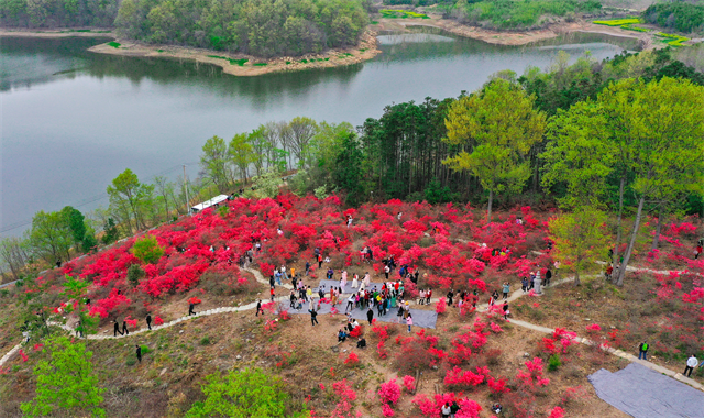 湖北京山市第二届杜鹃花节暨旅游推介活动开幕_fororder_图片3