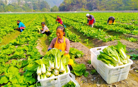 （供稿）贵州岑巩：颜值内涵双提升 村美业兴民风淳_fororder_image_202303301009 (1)