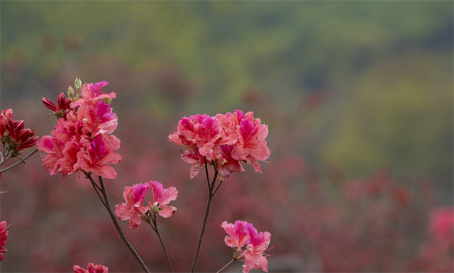 湖北京山市第二届杜鹃花节暨旅游推介活动开幕_fororder_图片4