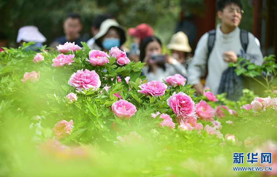 牡丹花开洛阳城