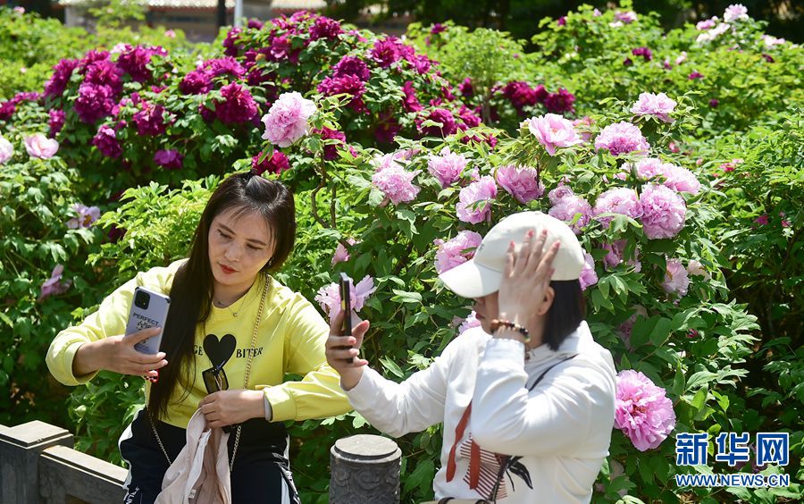 牡丹花开洛阳城