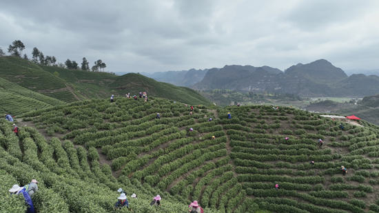 （供稿）贵州平塘：助力茶产业稳步发展 吸引“来客”赴茶山_fororder_采茶工采茶青