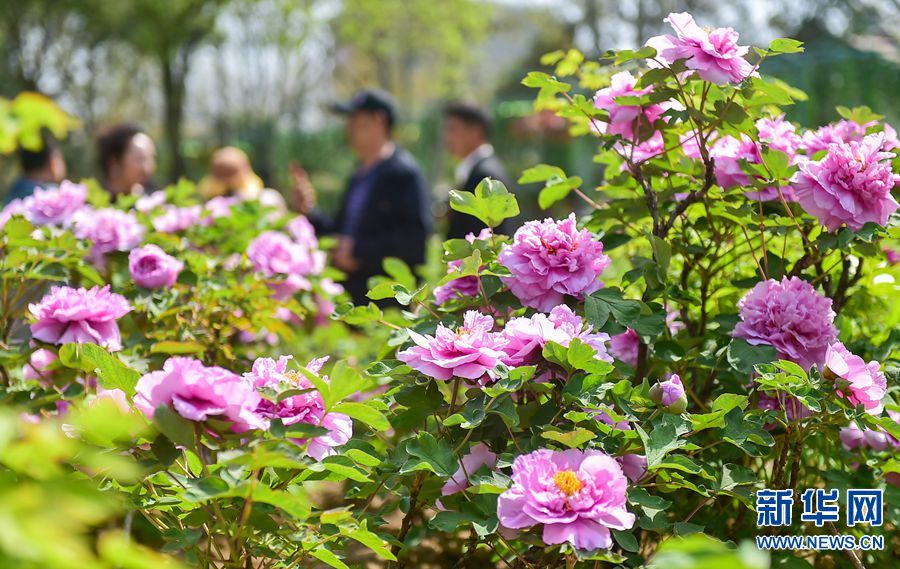 牡丹花开洛阳城