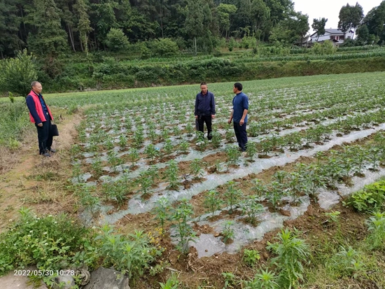 （供稿）贵州遵义：“四在农家”再升级 “四兴乡村”绘新篇_fororder_镇村技术人员在高山村指导辣椒种植工作