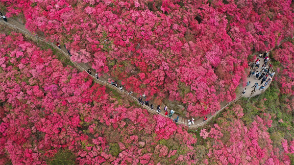 武汉黄陂云雾山杜鹃花开迎客来_fororder_图片5