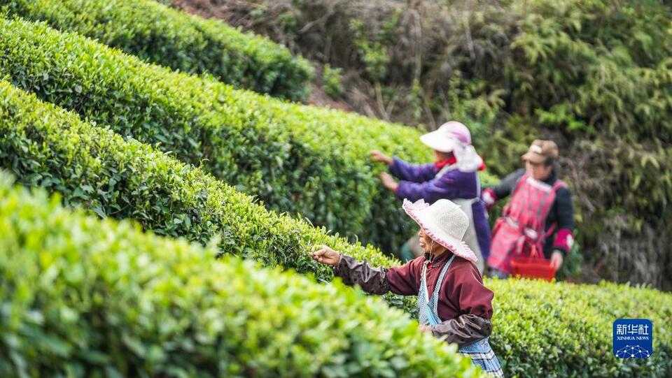 贵州：明前茶 采摘忙