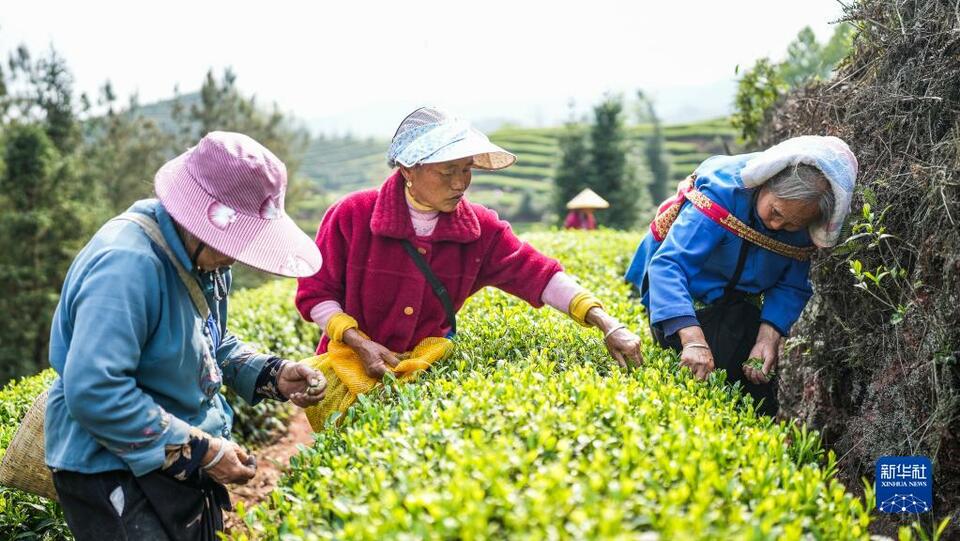 贵州：明前茶 采摘忙