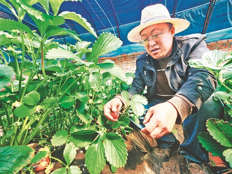 智控大棚让蔬菜抢占市场先机