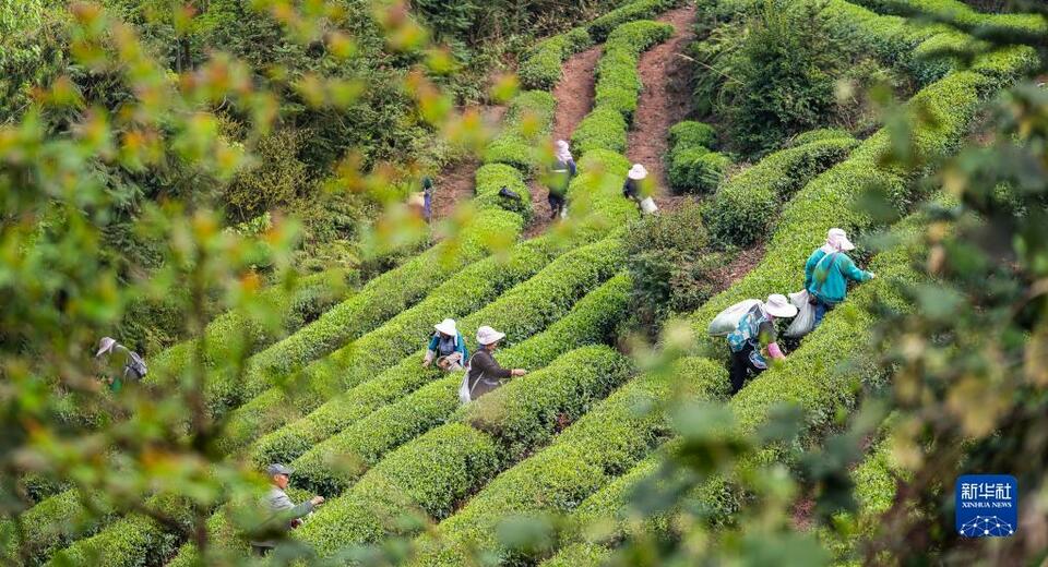 贵州：明前茶 采摘忙