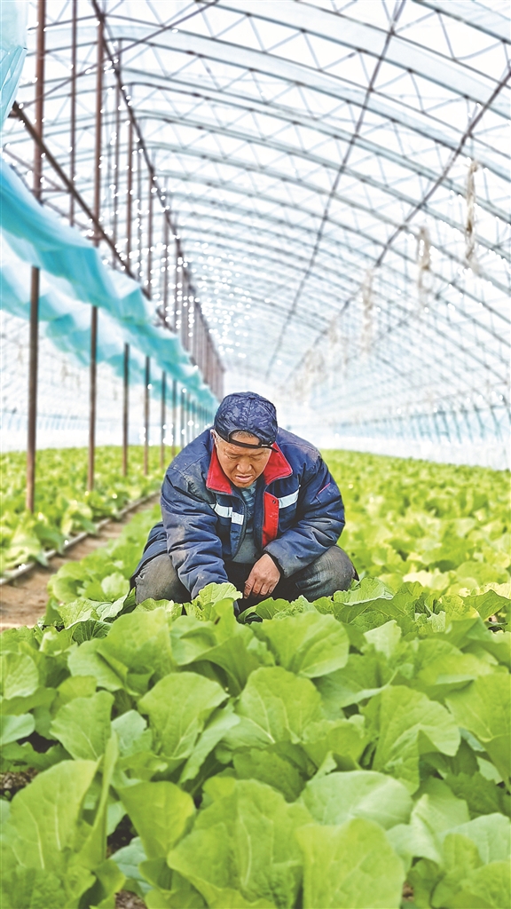 智控大棚让蔬菜抢占市场先机