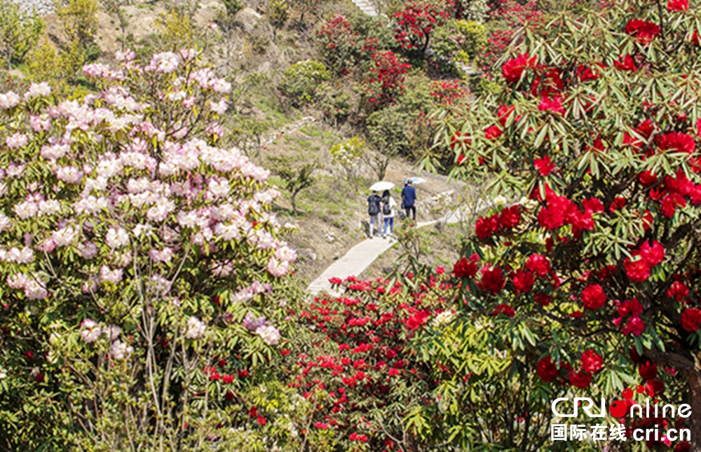 贵州钟山十里杜鹃景区杜鹃花盛开 邀游客共赴“花约”_fororder_微信图片_20230403150142