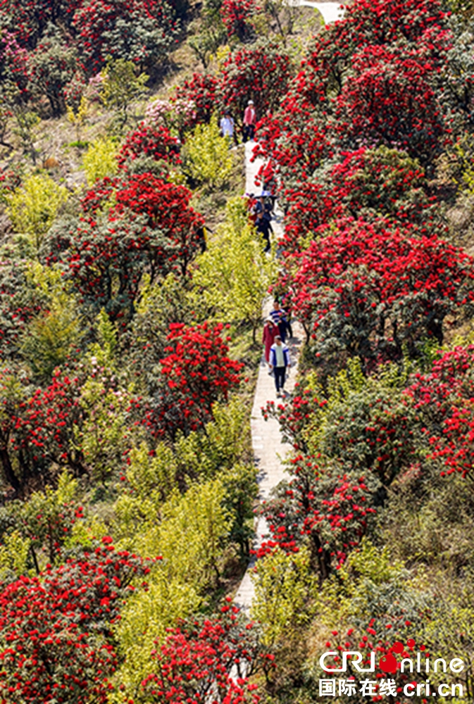 贵州钟山十里杜鹃景区杜鹃花盛开 邀游客共赴“花约”_fororder_微信图片_20230403150157