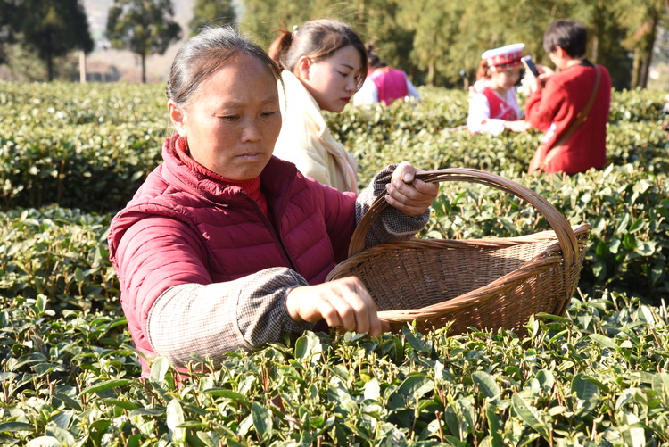 六盘水市水城区：一叶春茶绿 一业乡村兴