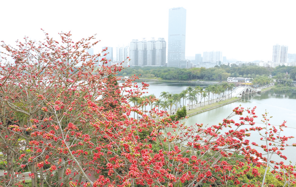 “邕”有春天 花开满城