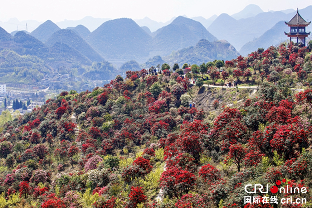 贵州钟山十里杜鹃景区杜鹃花盛开 邀游客共赴“花约”_fororder_微信图片_20230403150138