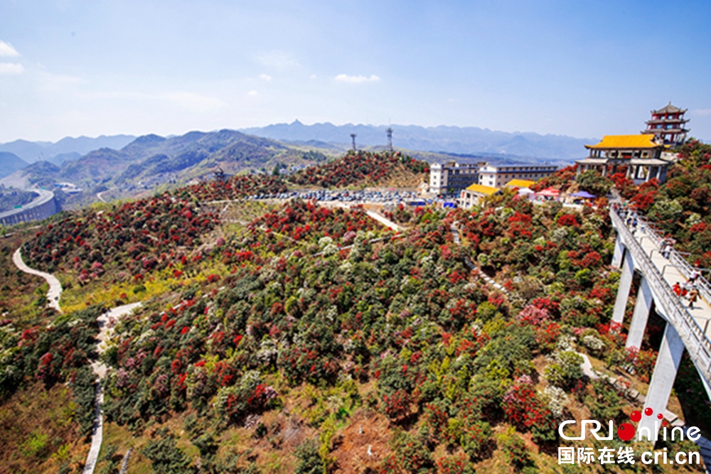 贵州钟山十里杜鹃景区杜鹃花盛开 邀游客共赴“花约”_fororder_微信图片_20230403150153