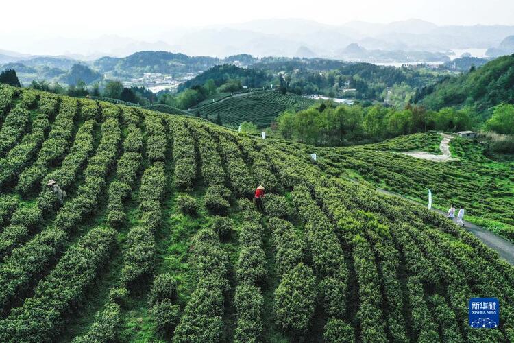 贵州：春茶飘香