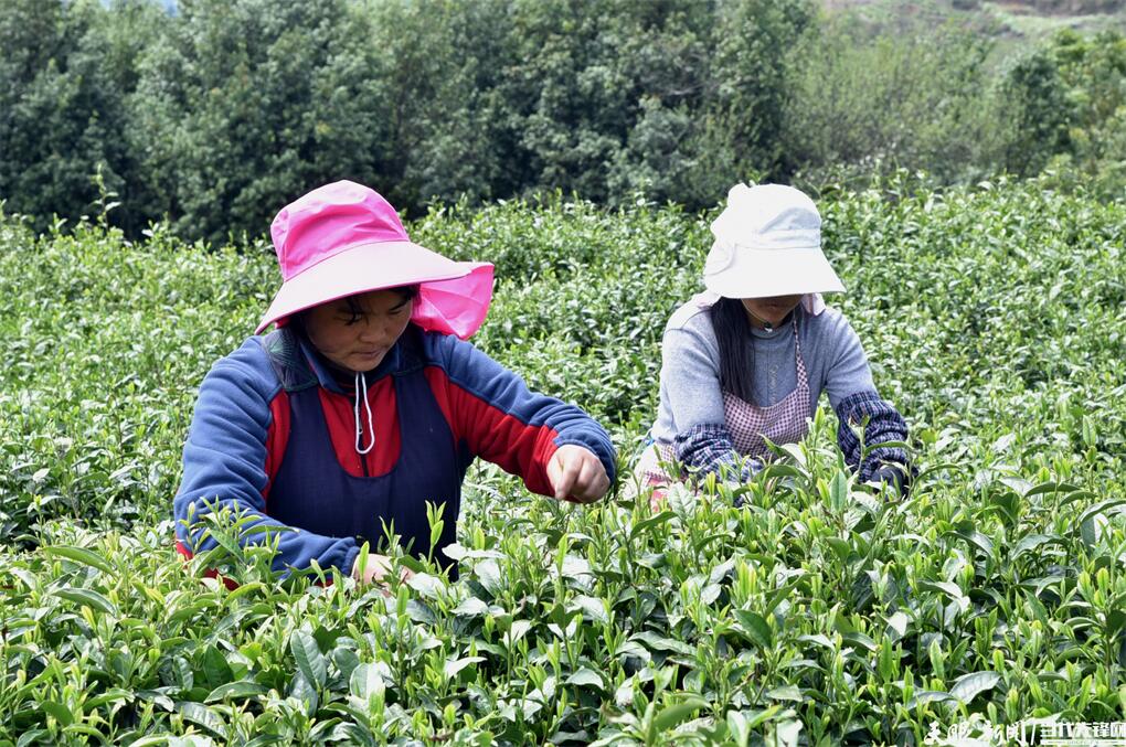 六盘水市水城区：一叶春茶绿 一业乡村兴