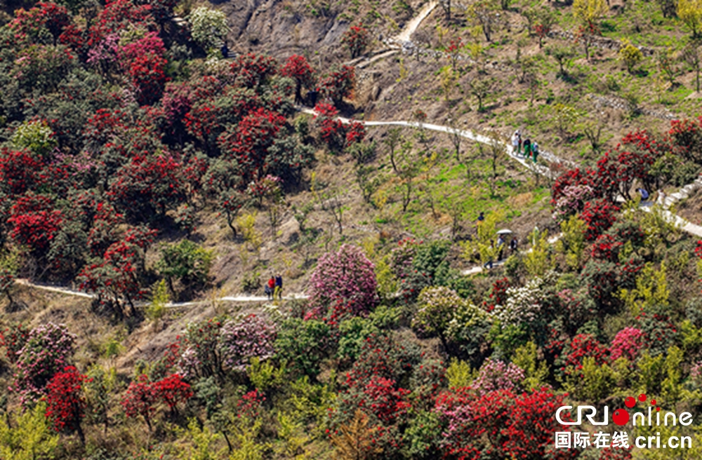 贵州钟山十里杜鹃景区杜鹃花盛开 邀游客共赴“花约”_fororder_微信图片_20230403150146