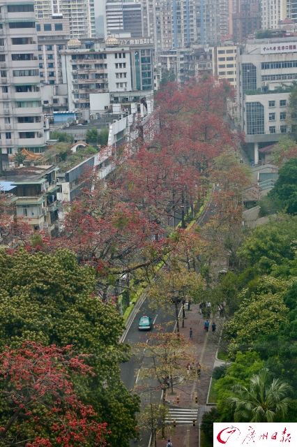 陵园西路木棉竞相开放 一片红红火火非常壮观