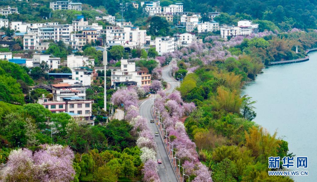 广西柳州：粉色“花路”景如画