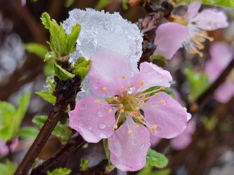 陕西靖边：十里桃花雪 飞入百姓家_fororder_靖边组图。 (11)