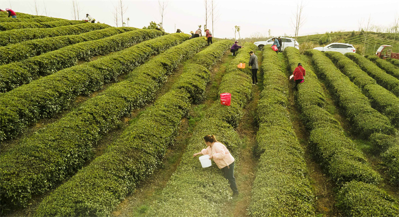 湖北赤壁：千年青砖茶走出百亿产业链