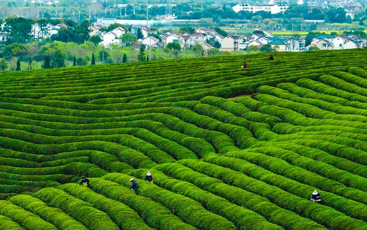 南京高淳：漫山叠新翠 阡陌茶飘香_fororder_1