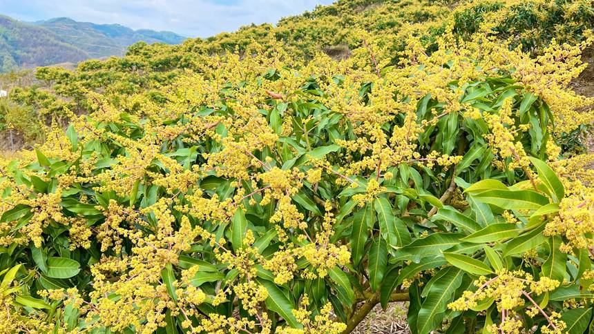 广西西林：芒果花开春满城