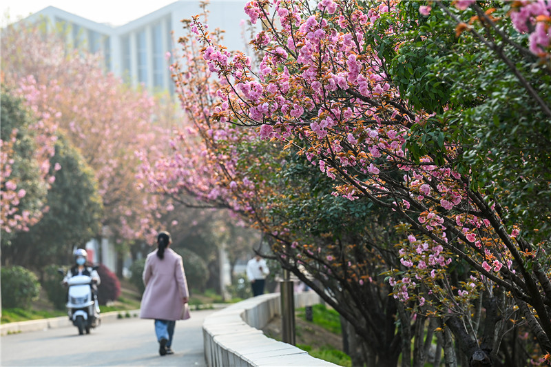 信阳新县：一路繁花一路景_fororder_粉色的樱花缀满枝头 蒋仑 摄.JPG