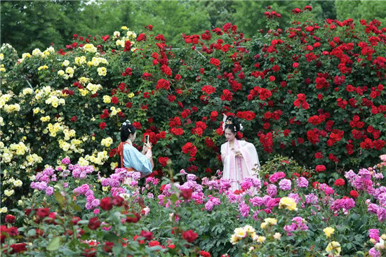 南阳市卧龙区：月季花开 添彩“五一”假期_fororder_汉服爱好者打卡留念 摄影 曹飞