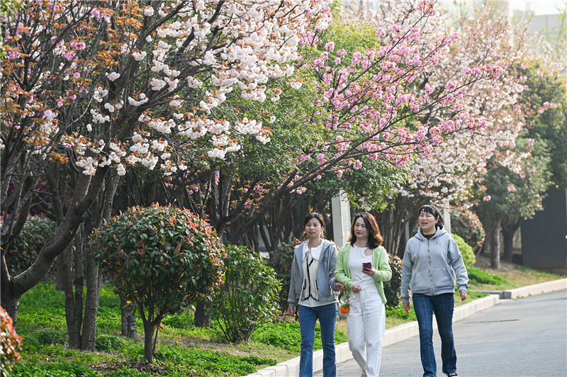 信阳新县：一路繁花一路景_fororder_春光正美，一路繁花相伴。蒋仑 摄.JPG