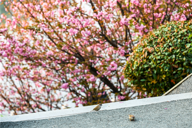 信阳新县：一路繁花一路景_fororder_樱花开，春意浓，鸟儿也来凑热闹。蒋仑 摄.JPG