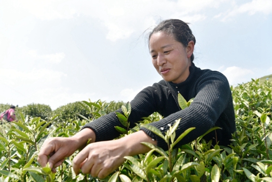 （供稿）贵州瓮安：做优做强茶产业 全力助推乡村振兴_fororder_2