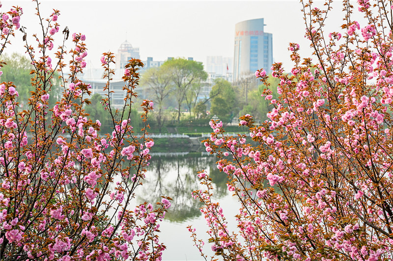 信阳新县：一路繁花一路景_fororder_樱花映衬下小潢河畔，小城如诗如画。蒋仑 摄.JPG