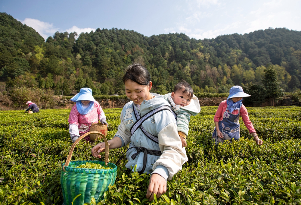 贵州黔西：发展绿色生态茶产业 助推乡村振兴_fororder_2023年4月2日，村民在贵州省黔西市中坪镇飞蛾村茶园采茶。B62I0280