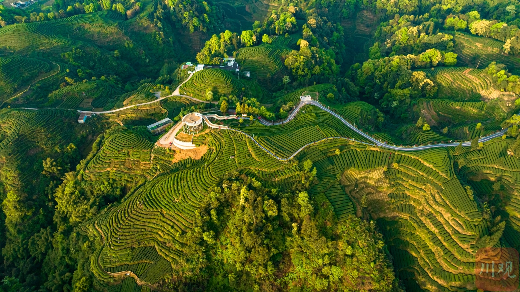 （转载）航拍雅安“大地指纹”茶山 感受人与自然的杰作