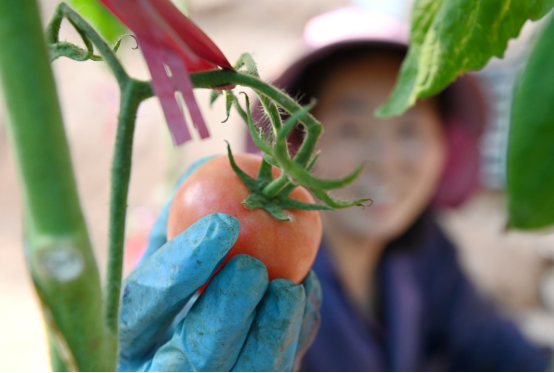 （原创）河北肥乡：设施蔬菜助农增收_fororder_河北肥乡：设施蔬菜助农增收1147