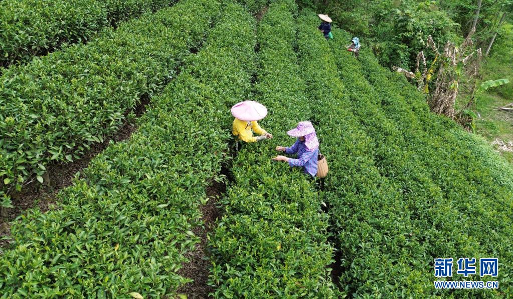 广西：春染茶山 绿意盎然