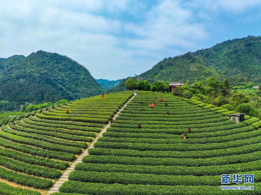 广西：春染茶山 绿意盎然