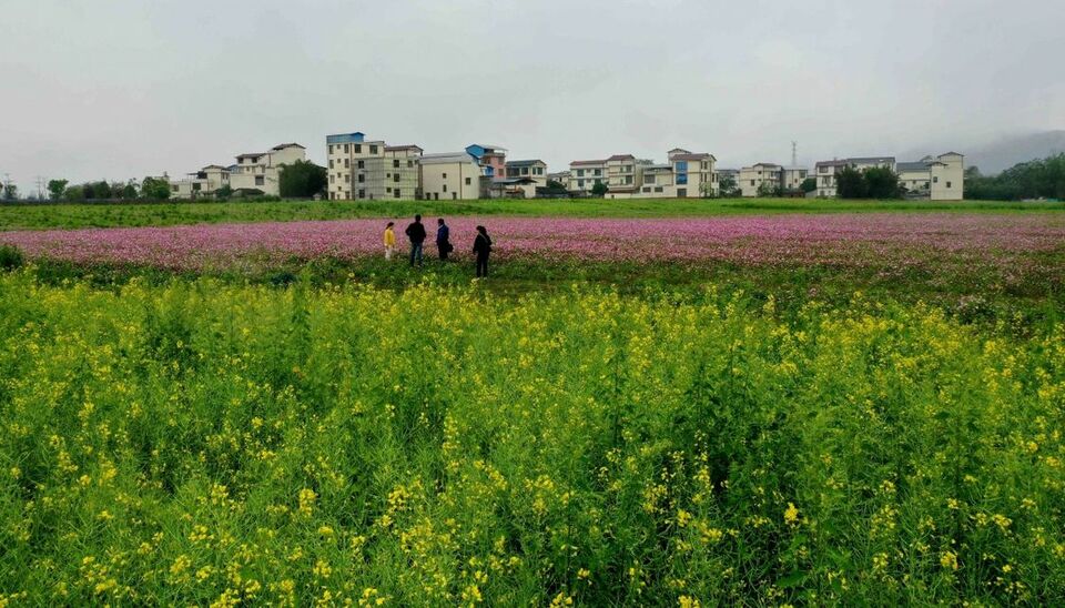 广西：田园景色美