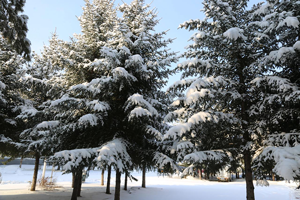 千树万树梨花开 中国最冷小镇大兴安岭呼中四月降暴雪