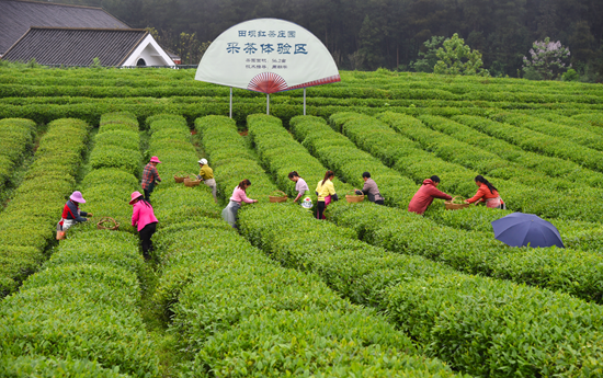 （供稿）贵州凤冈：干净的黔茶答卷_fororder_图片9