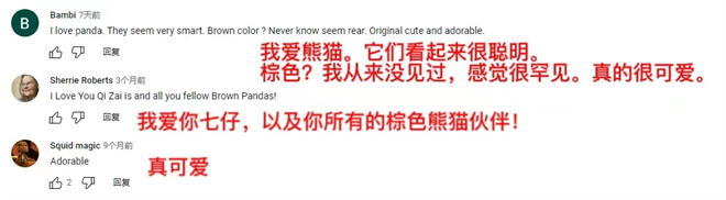 【陕耀国际·21期】陕西熊猫“七仔”海外走红 外国网友：原来熊猫真的能拍“彩色”照片