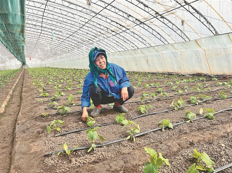 哈尔滨市平房区：风暖备耕忙增收动力足